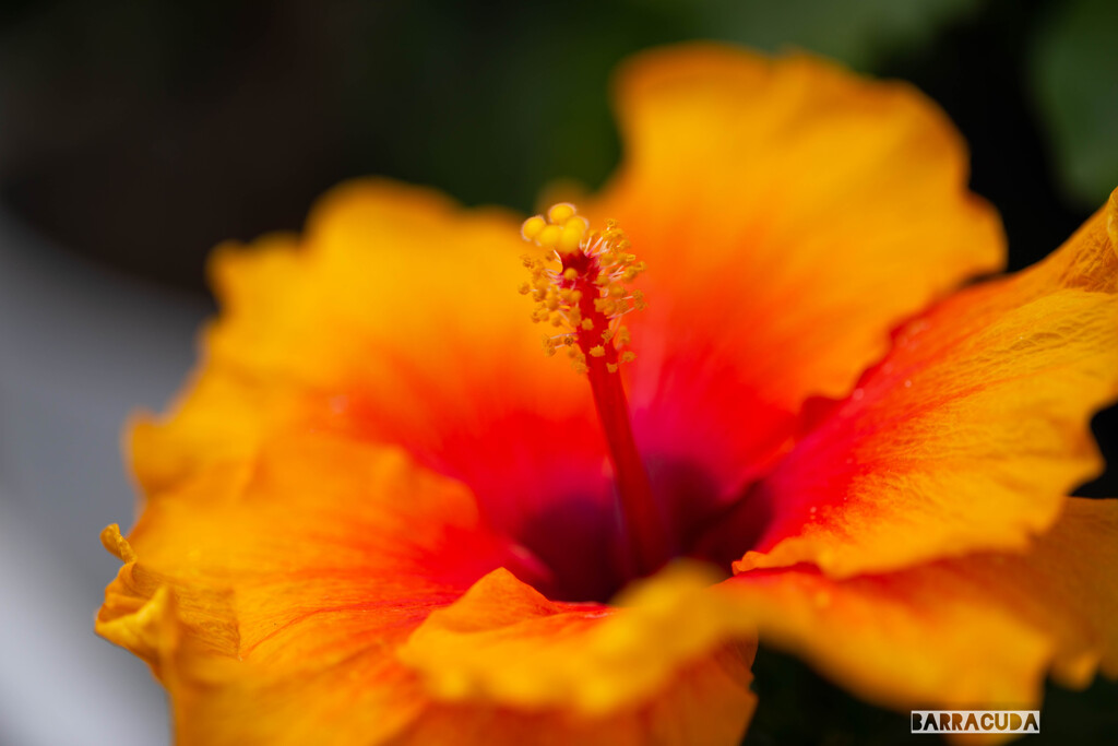 ハイビスカス②