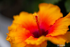 ハイビスカス②