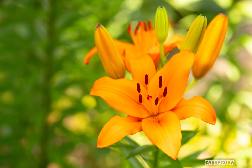 ユリシリーズ⑦