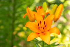 ユリシリーズ⑦