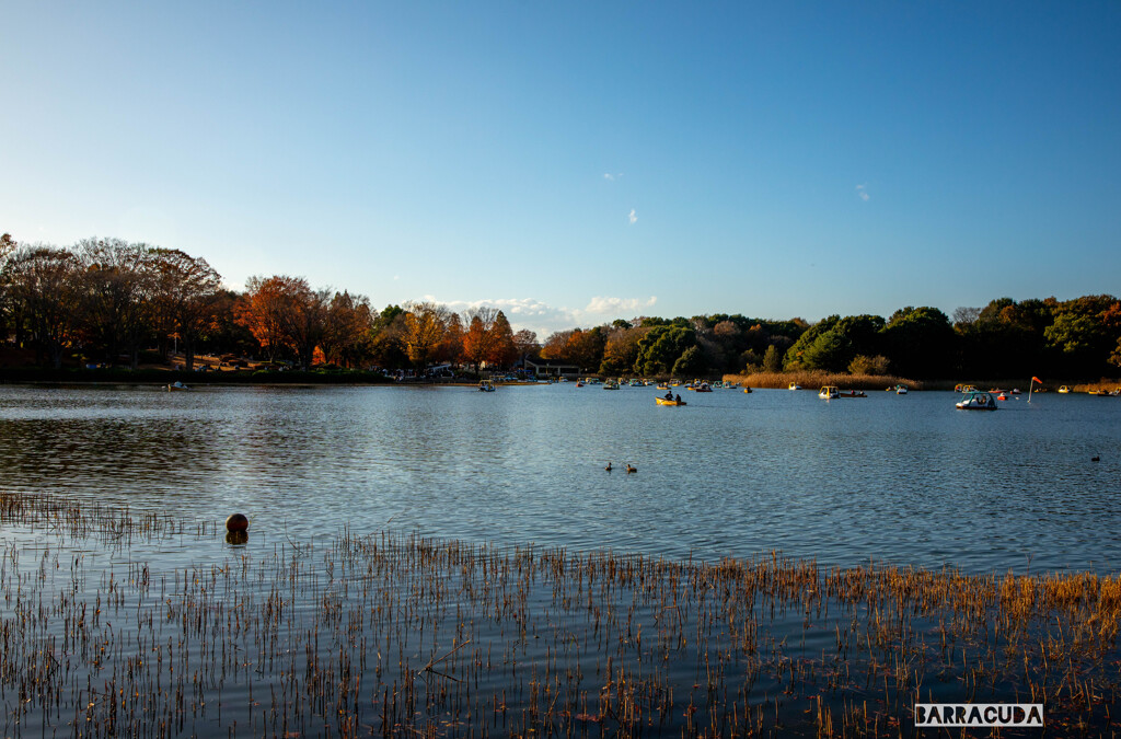 昭和記念公園⑦