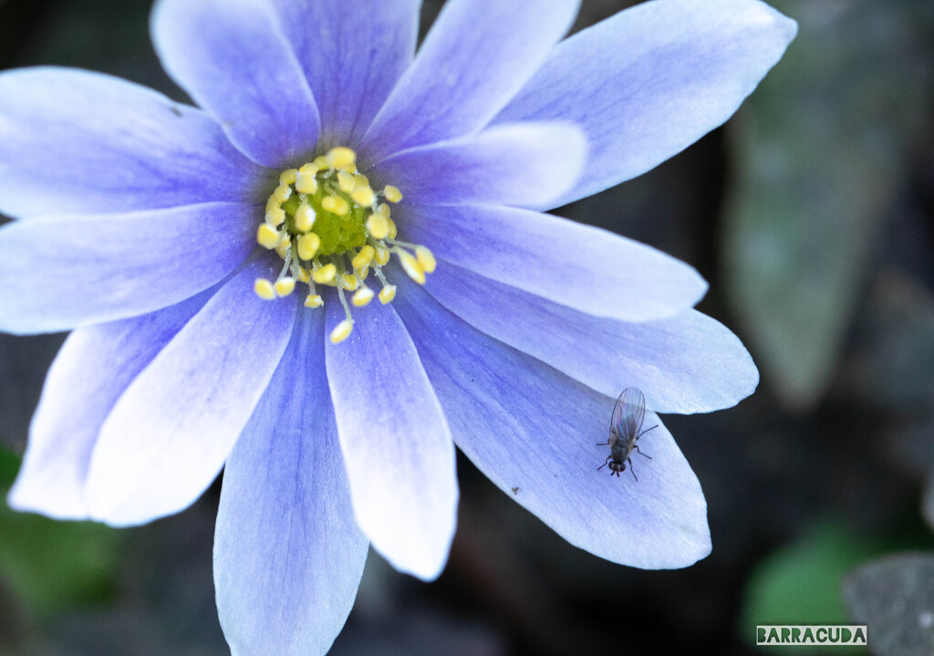 似たような花シリーズ⑥