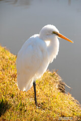 ダイサギ三種（三渓園・番外編）③