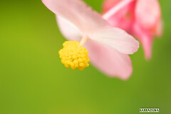 久しぶりのこども植物園①