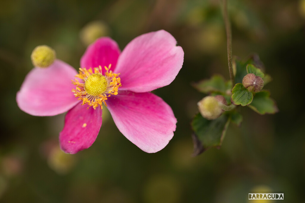 里山ガーデン⑨