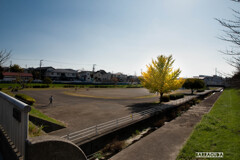 グラウンドのイチョウ