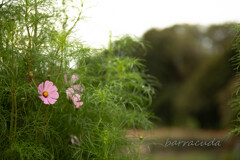 舞岡公園シリーズ