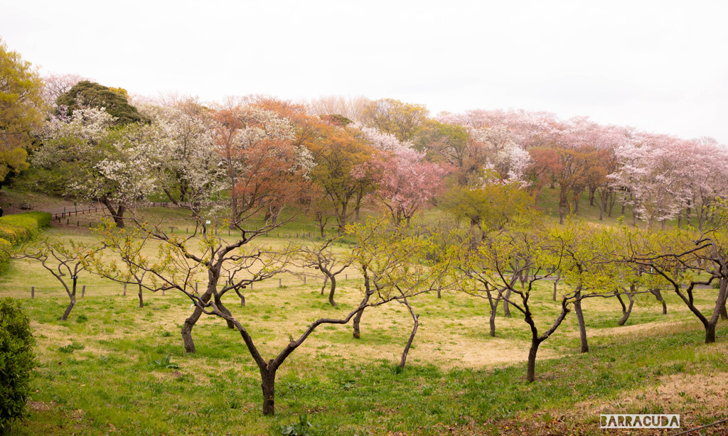 三渓園と根岸森林公園⑥