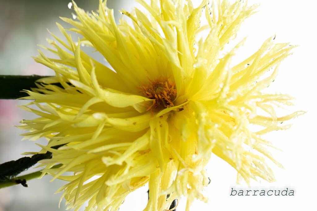 町田ダリア園シリーズⅡ　⑤