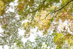 こども植物園で葉っぱの撮影⑥