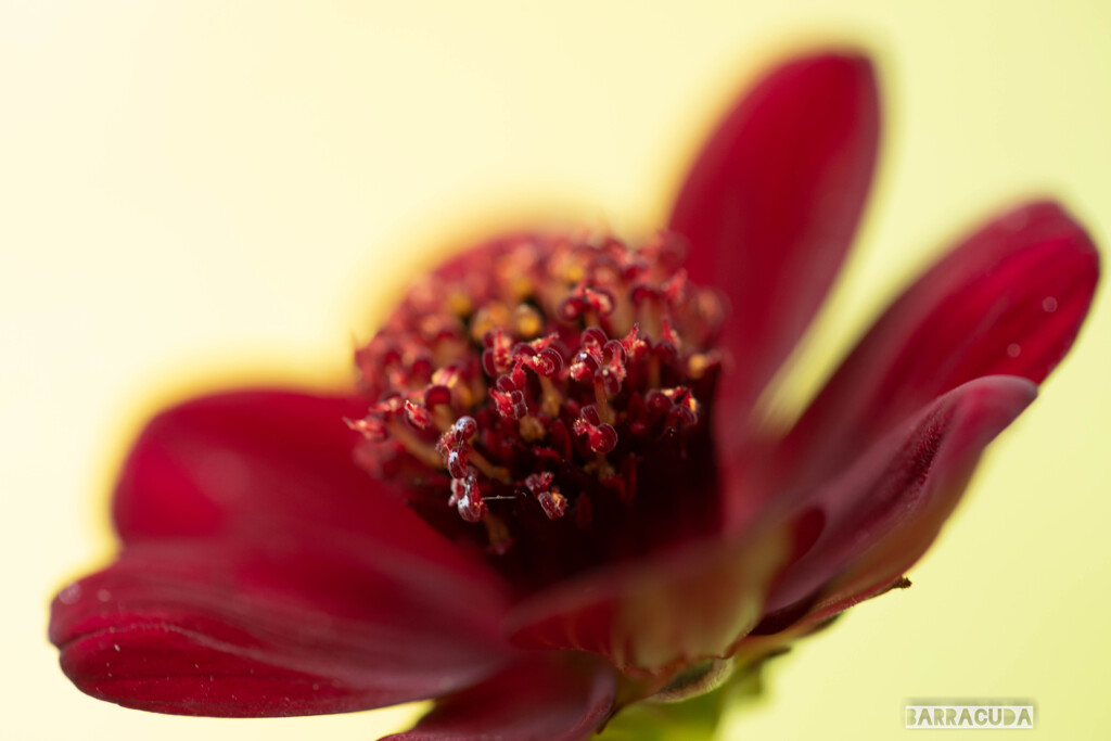 チョコレートコスモスのその後