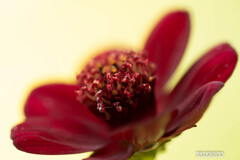 チョコレートコスモスのその後