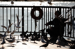 ユリカモメ　シリーズ⑤