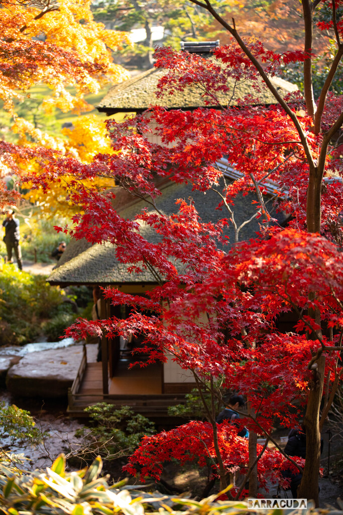最後の紅葉・三渓園⑥