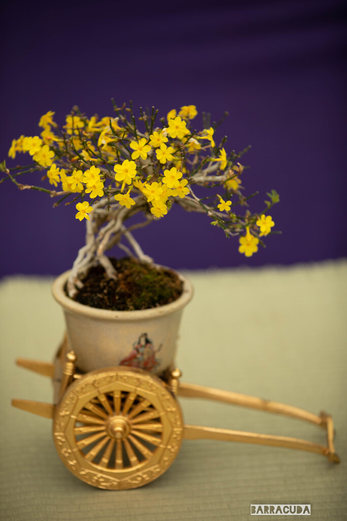 凡才が撮った盆栽