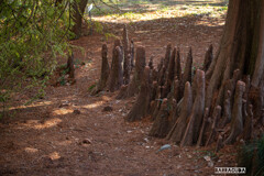 これは何でしょう？