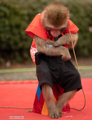 かわいそうな猿