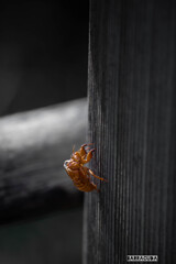 しんばやし公園①　Color蝉