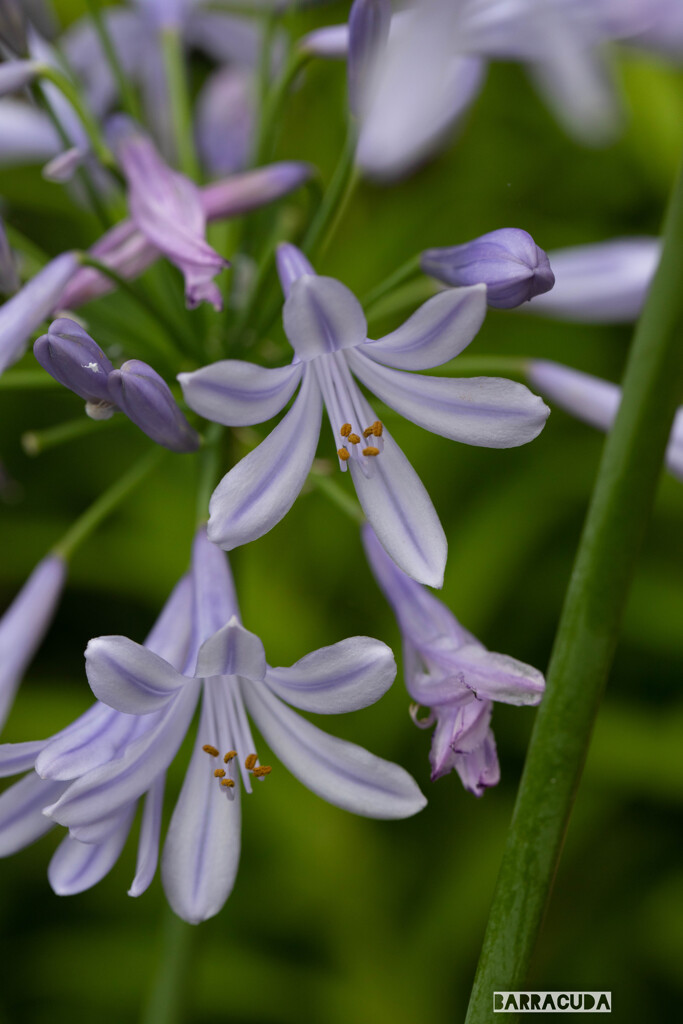 こども植物園7月5日⑧