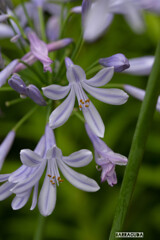こども植物園7月5日⑧