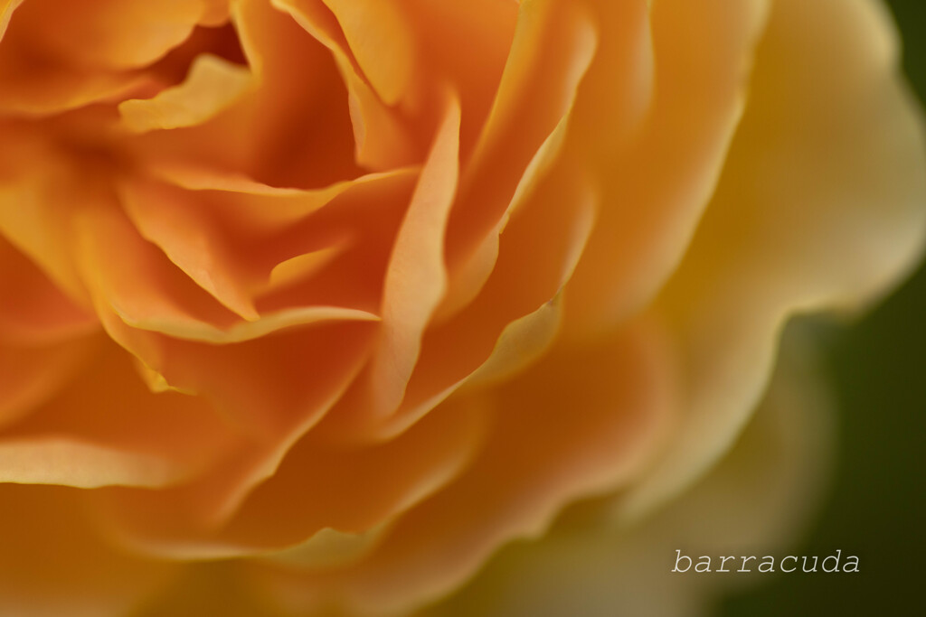 港が見える丘公園②