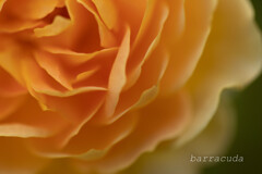 港が見える丘公園②