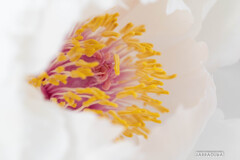 上野ぼたん苑シリーズ②