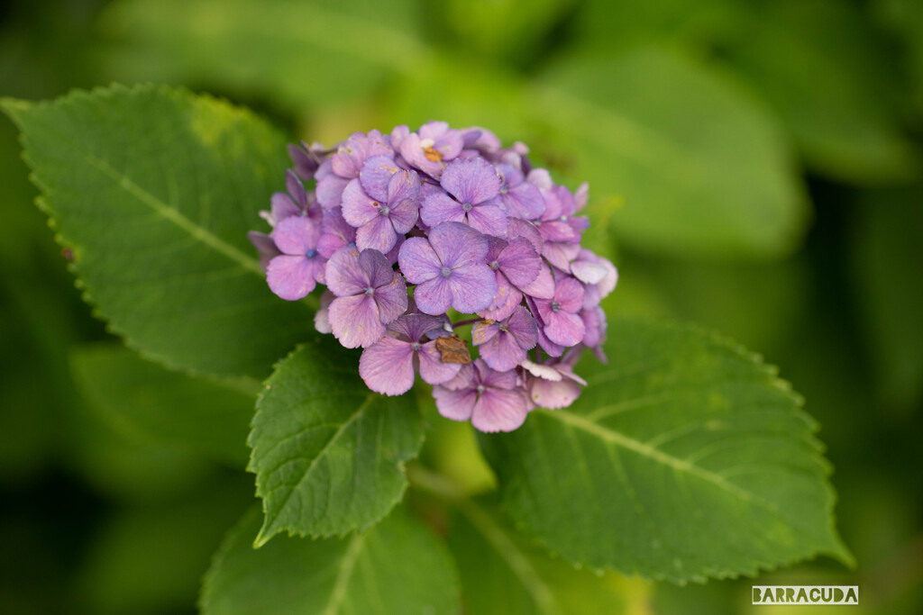 こども植物園7月5日②
