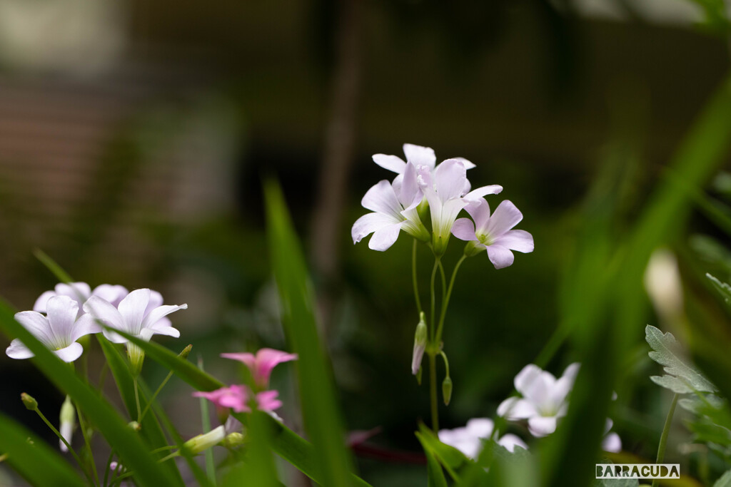 草花シリーズ④