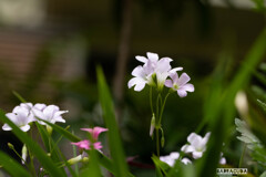 草花シリーズ④