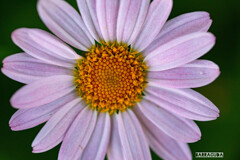 つつじ祭り　--帰り道--　②