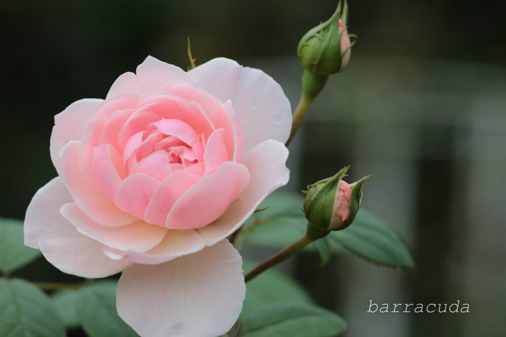 (蔵出し）3年前の