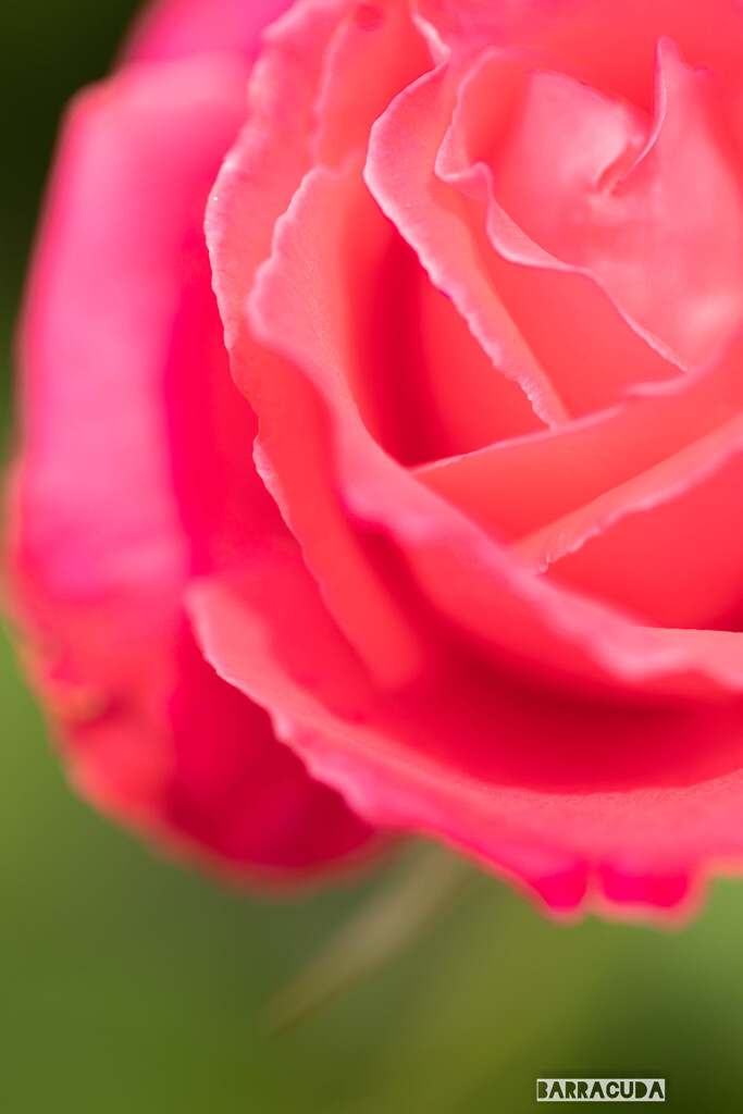 旧古河庭園の薔薇③