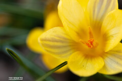 山下公園・港の見える丘公園の花シリーズ②