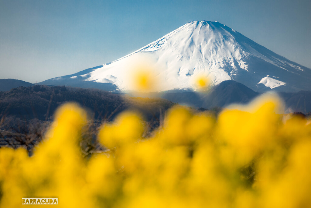 再び、富士と菜の花