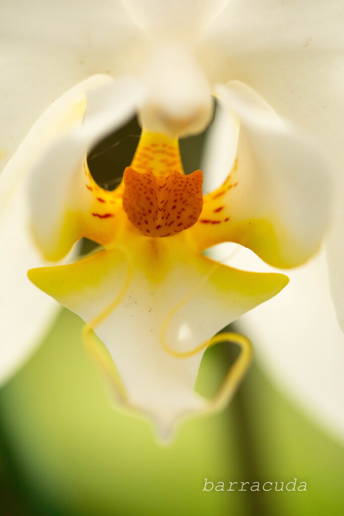 大船フラワーセンター⑤