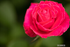 旧古河庭園の薔薇①