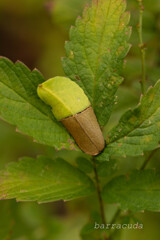 2019年10月こども植物園④