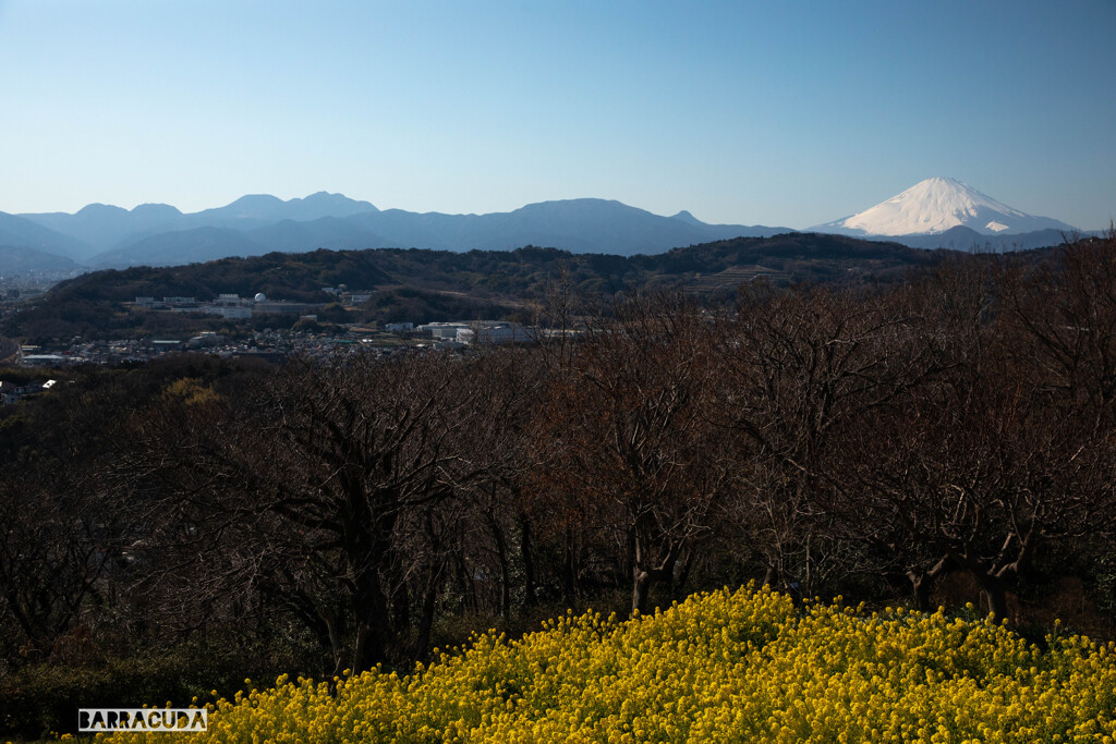 菜の花と富士①