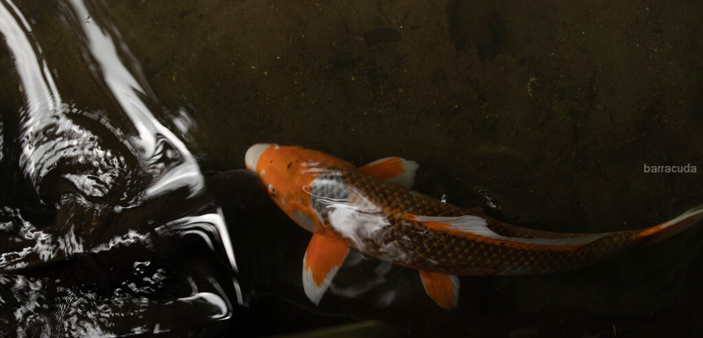 トリミングの妙④