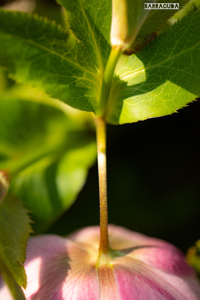 クリスマスローズ