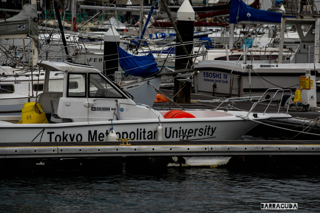 江の島ヨットハーバー④