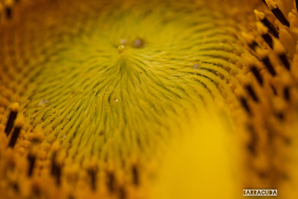 こども植物園の植物たち＆⑧