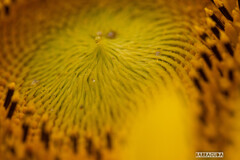 こども植物園の植物たち＆⑧