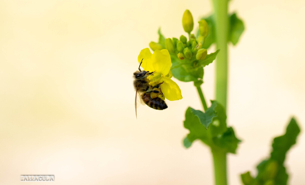 菜の花とミツバチ②