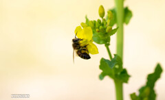 菜の花とミツバチ②