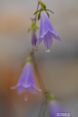 灼熱の小石川植物園⑩