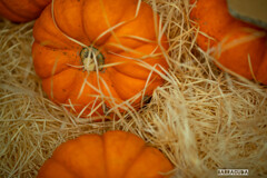 ハイビスカスではなく オレンジのかぼちゃ