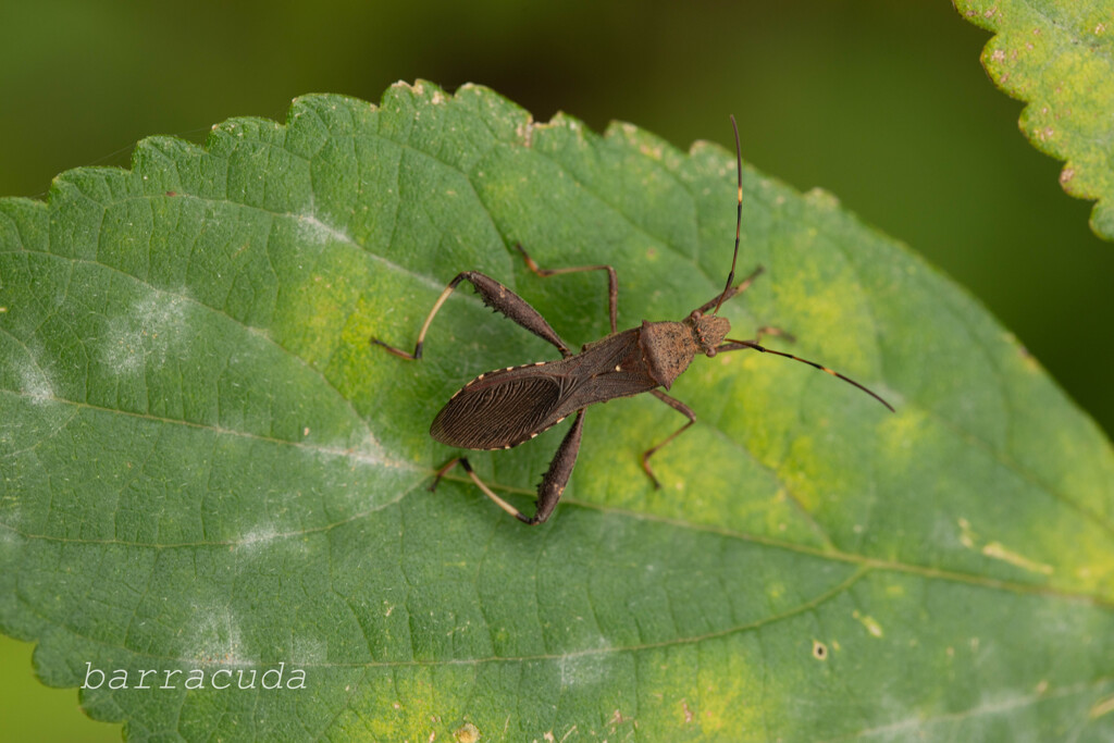 2019年10月こども植物園②