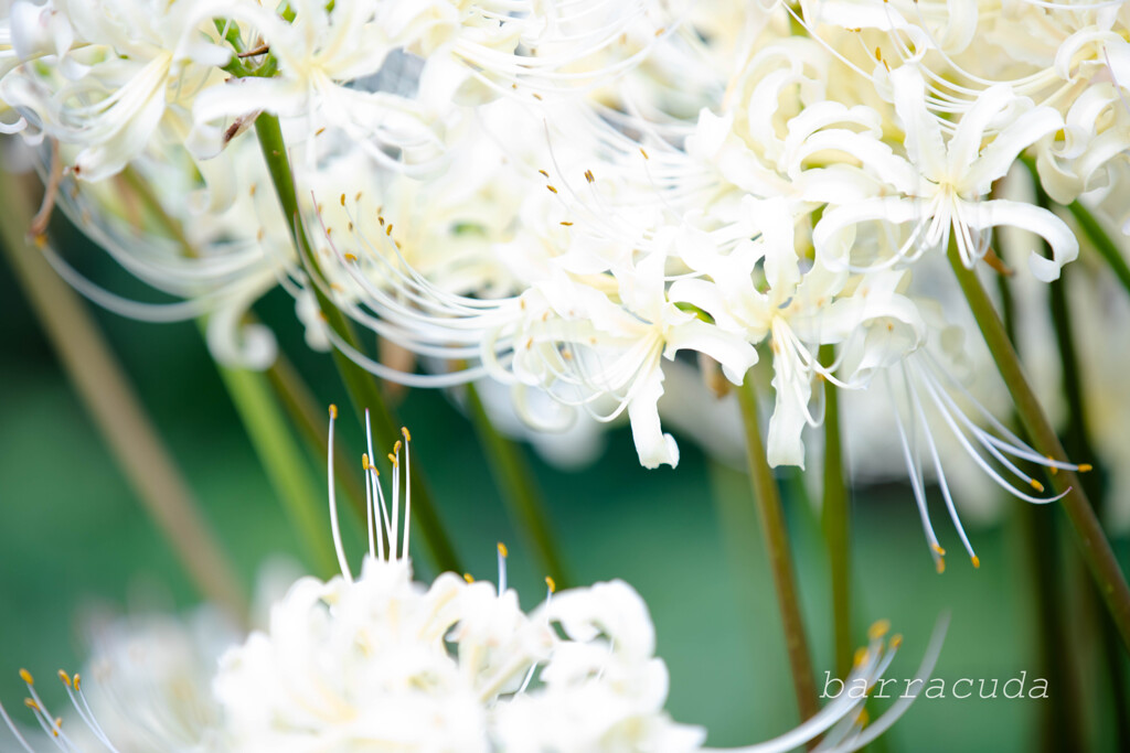 曼殊沙華を訪ねて